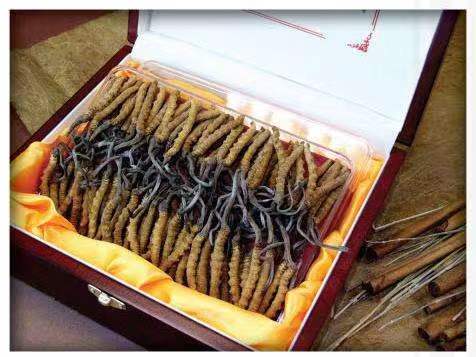 白马井镇冬虫夏草回收